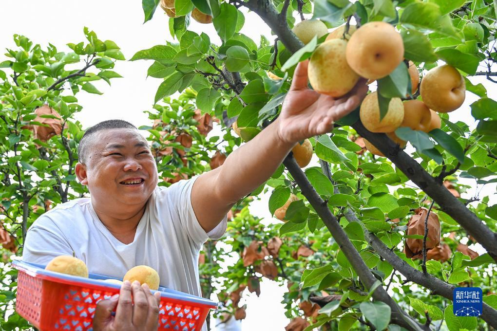 博一把白菜大全